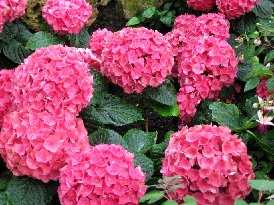Pink hydrangeas palm garden