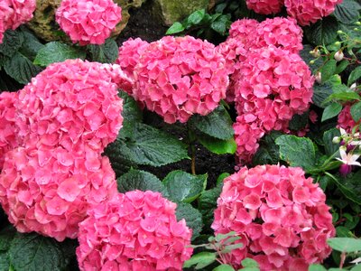 Pink hydrangeas palm garden