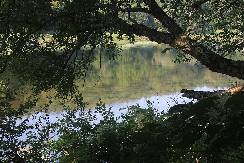 Riverside leaves nature