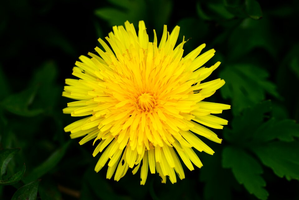 Yellow flower daisy