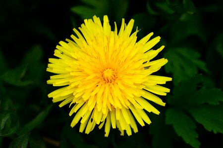 Yellow flower daisy photo