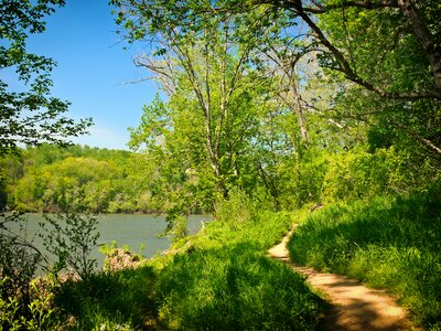 Trees woods path photo