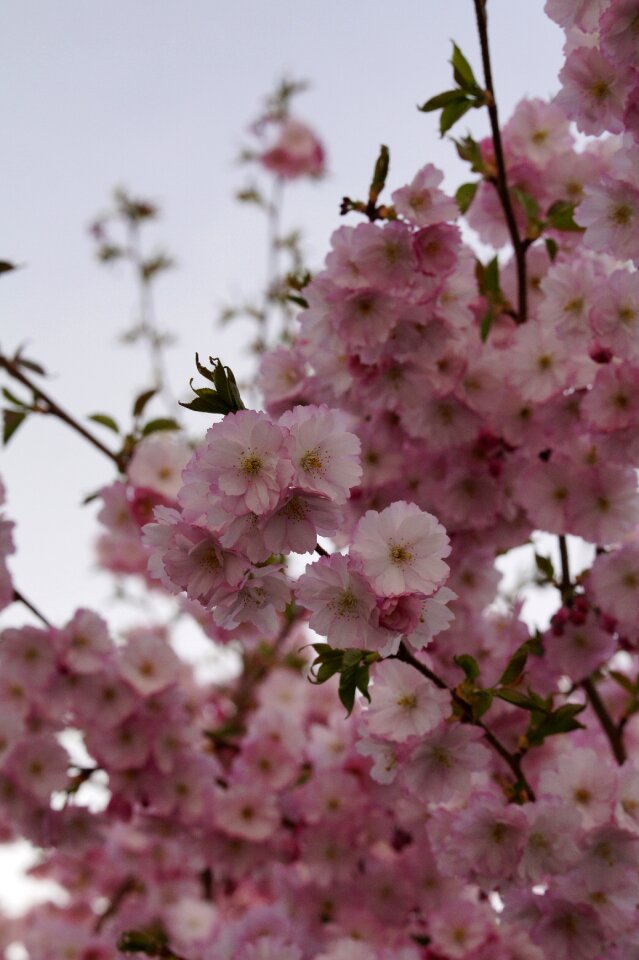Spring blossom pink