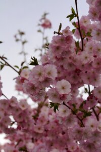 Spring blossom pink photo