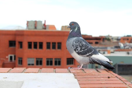 Birds fly pigeons photo