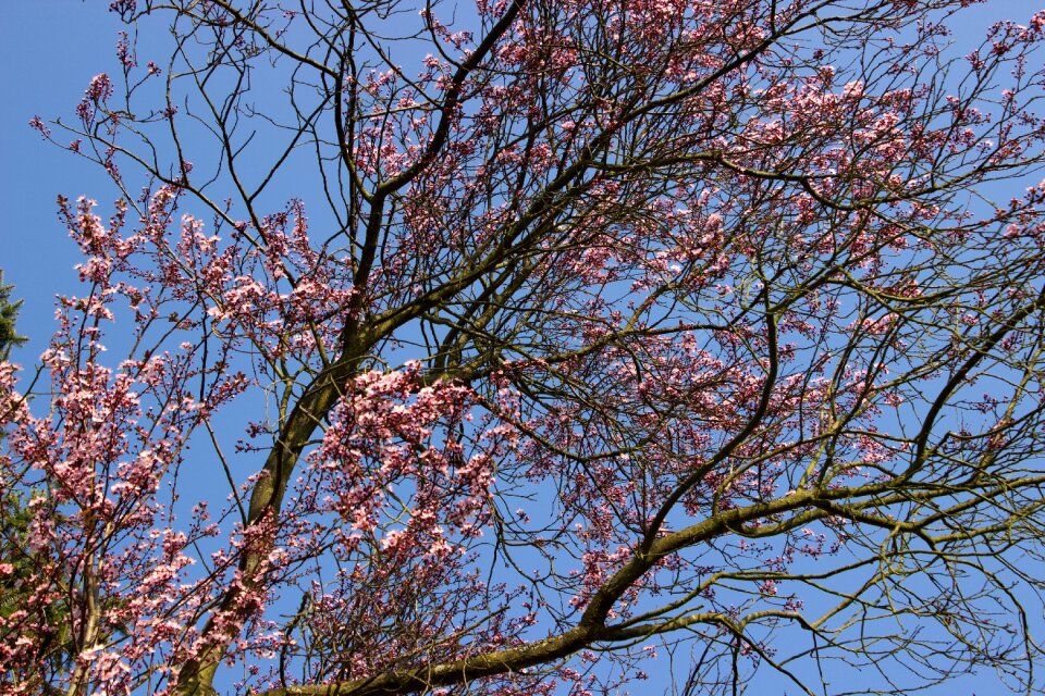 Blossom bloom pink