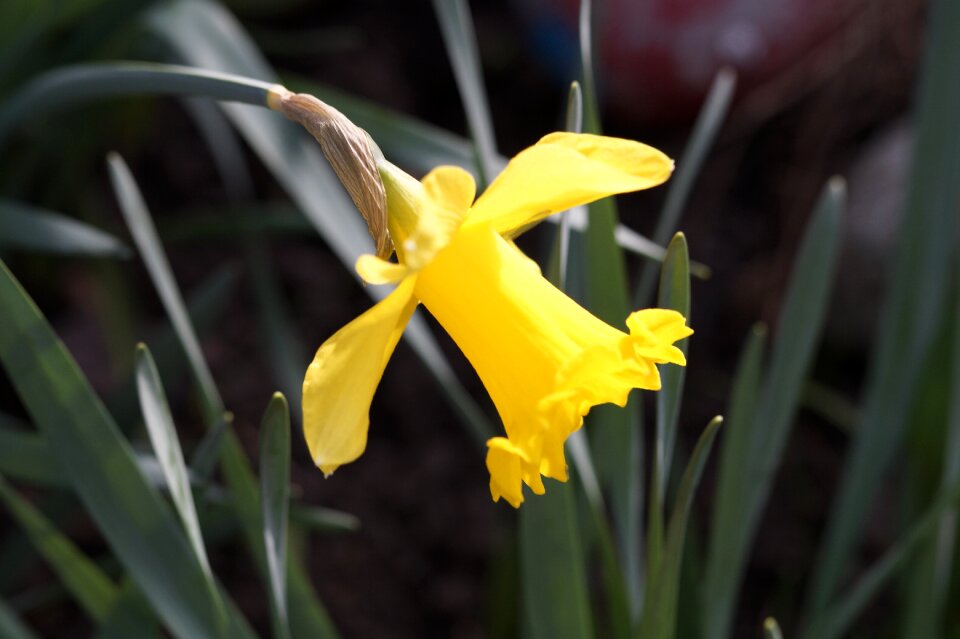 Flower blossom bloom