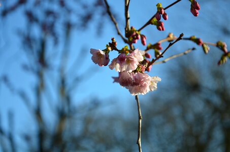 Tree nature blossoms photo