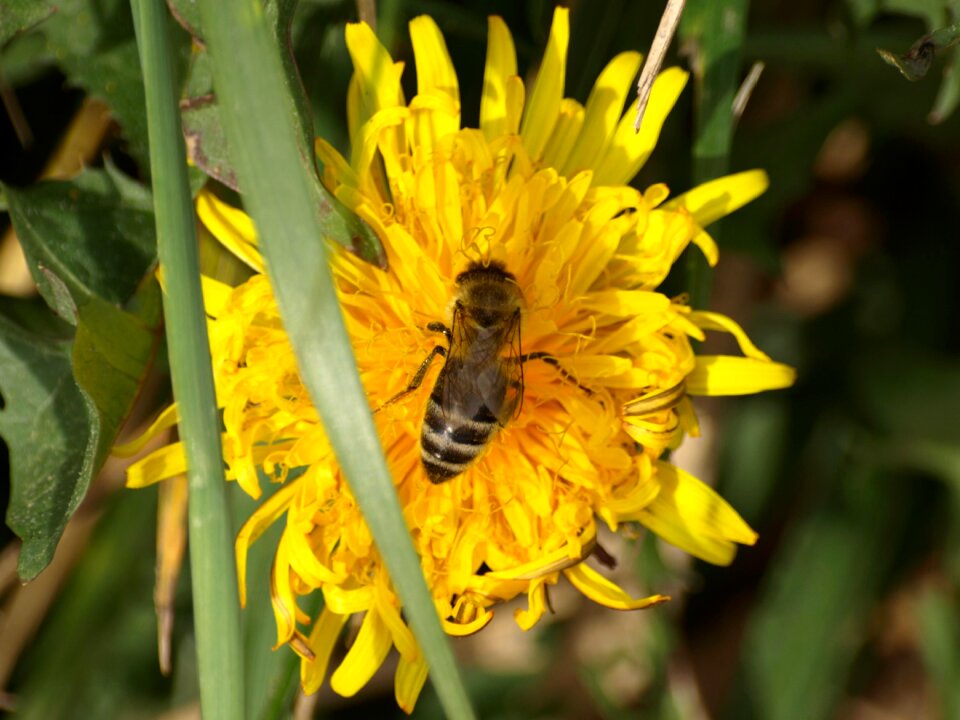 Blossom bloom dandelion