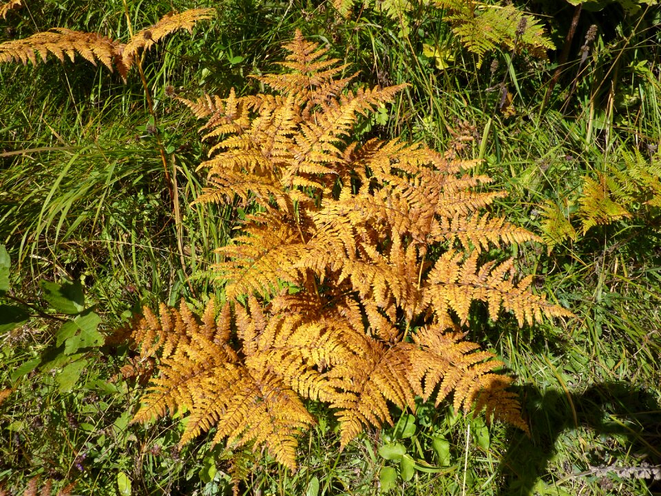 Plant forest plant autumn