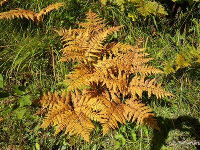 Plant forest plant autumn photo