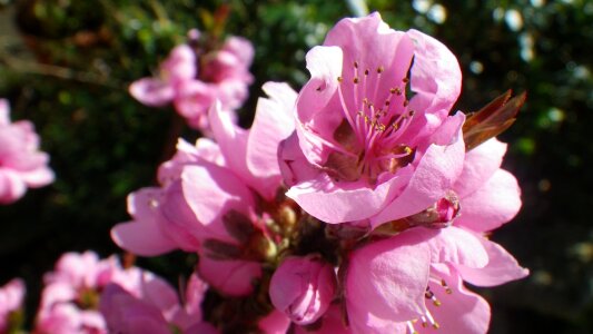 Spring flowering nature