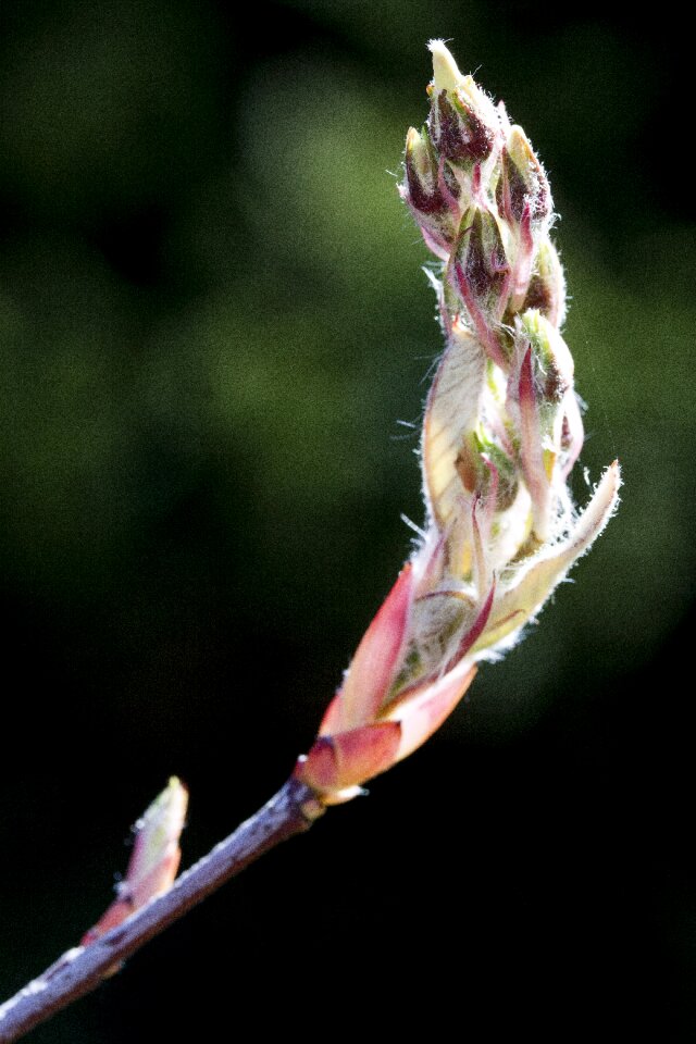Blossom plant bud