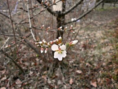 Spring flowers white cherry