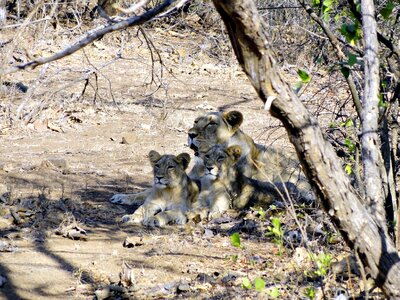 Cubs gir forest india photo