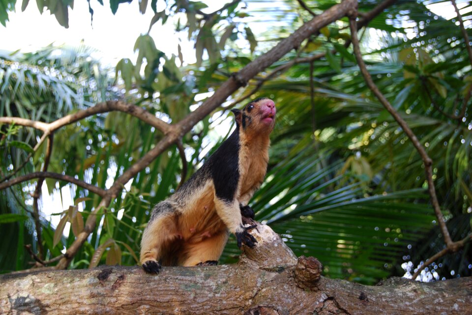 Giant squirrels sri lanka rodent