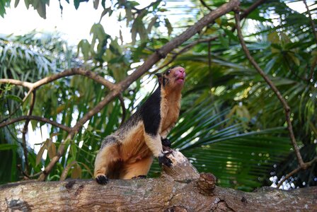 Giant squirrels sri lanka rodent