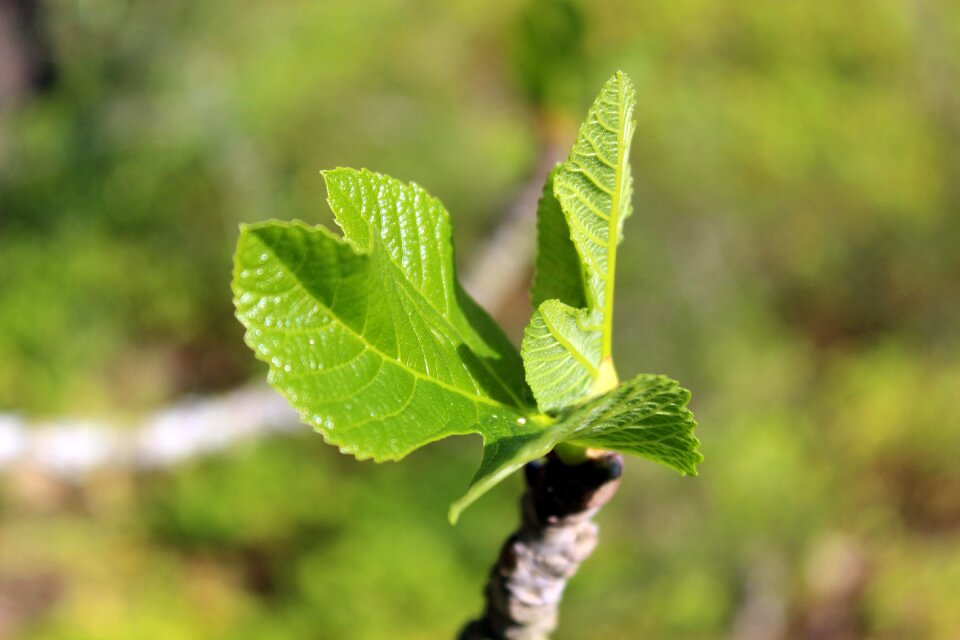 Plant fig tree mallorca