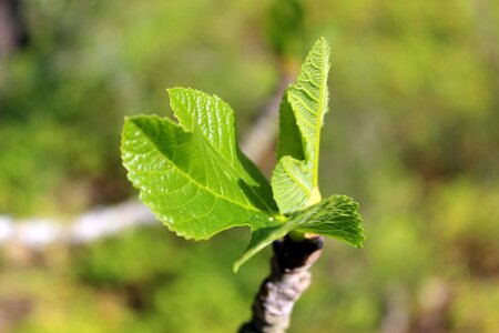 Plant fig tree mallorca