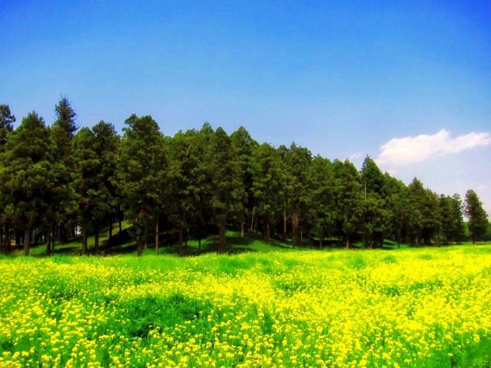 Wildflowers dandelions forest