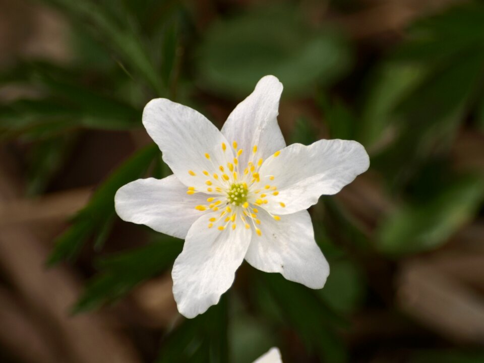White blossom bloom
