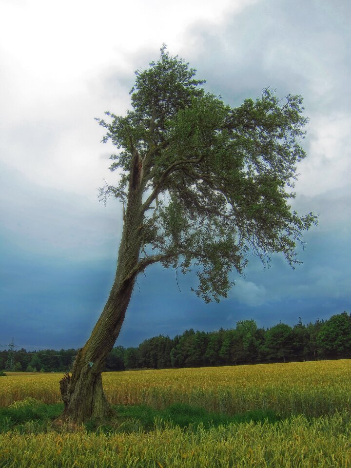 Outside field meadow