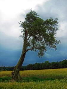 Outside field meadow photo