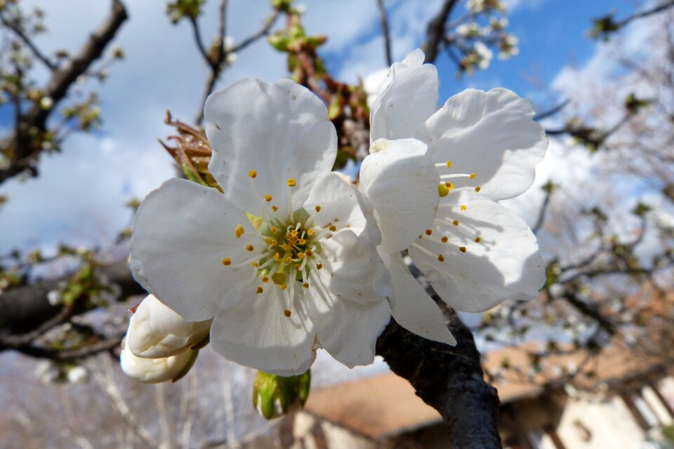Nature spring flowering