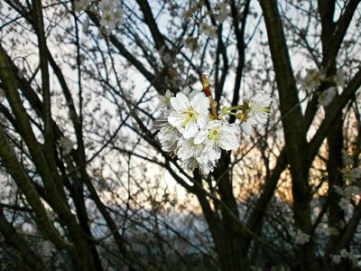 And cherries cherry spring