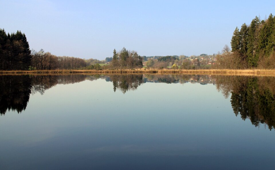 Trees water surface