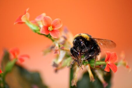Macro blossom bloom