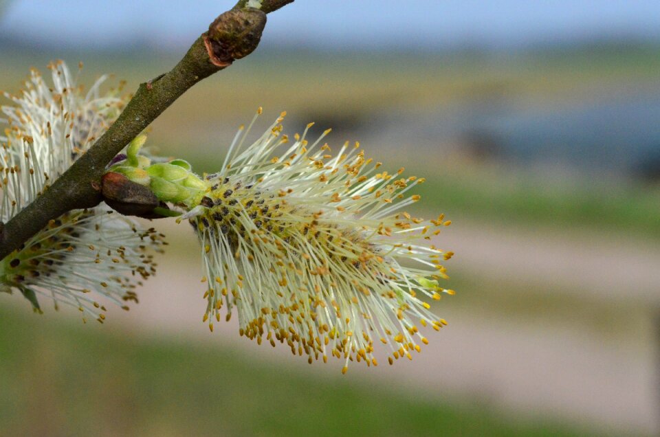 Pasture spring blossom