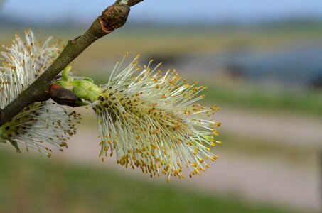 Pasture spring blossom