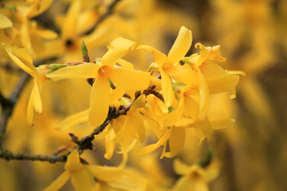 Forsythia flowers flowers spring