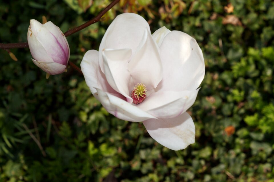 Ornamental plant blossom bloom photo