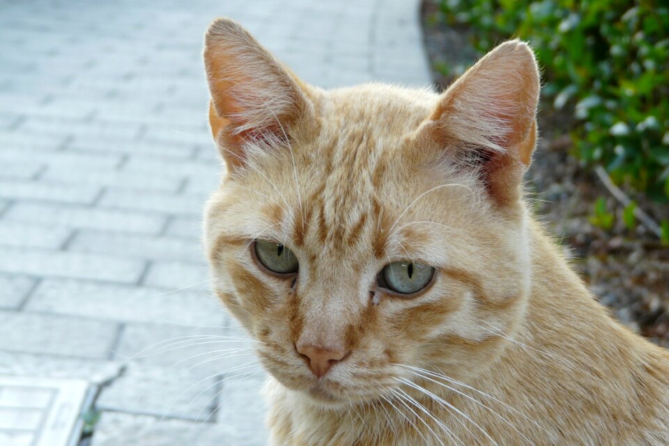 Cat face head portrait
