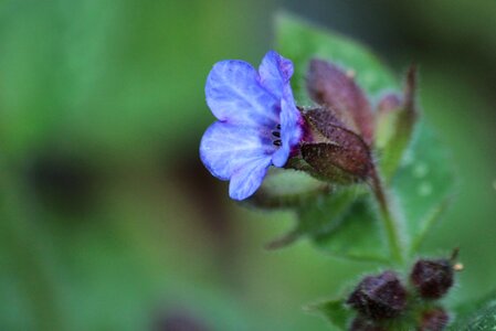 Bloom flower plant