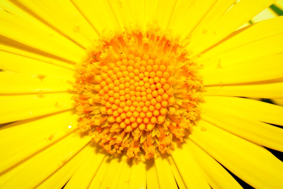 Yellow pestle stamens