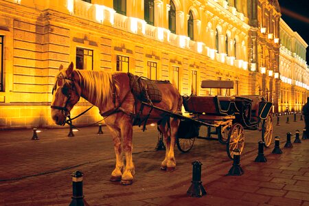 Quito ecuador horse historic centre photo