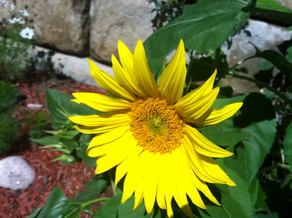 Flower plant garden