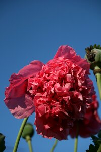 Poppy summer garden