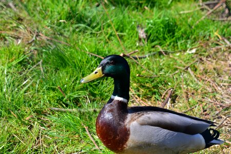 Water bird poultry