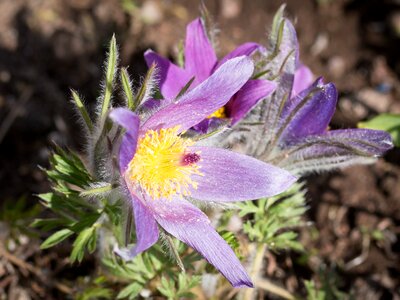 Nature plant garden