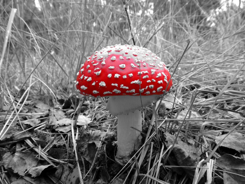 Forest red poisonous