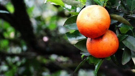 Nature green leaves oranges