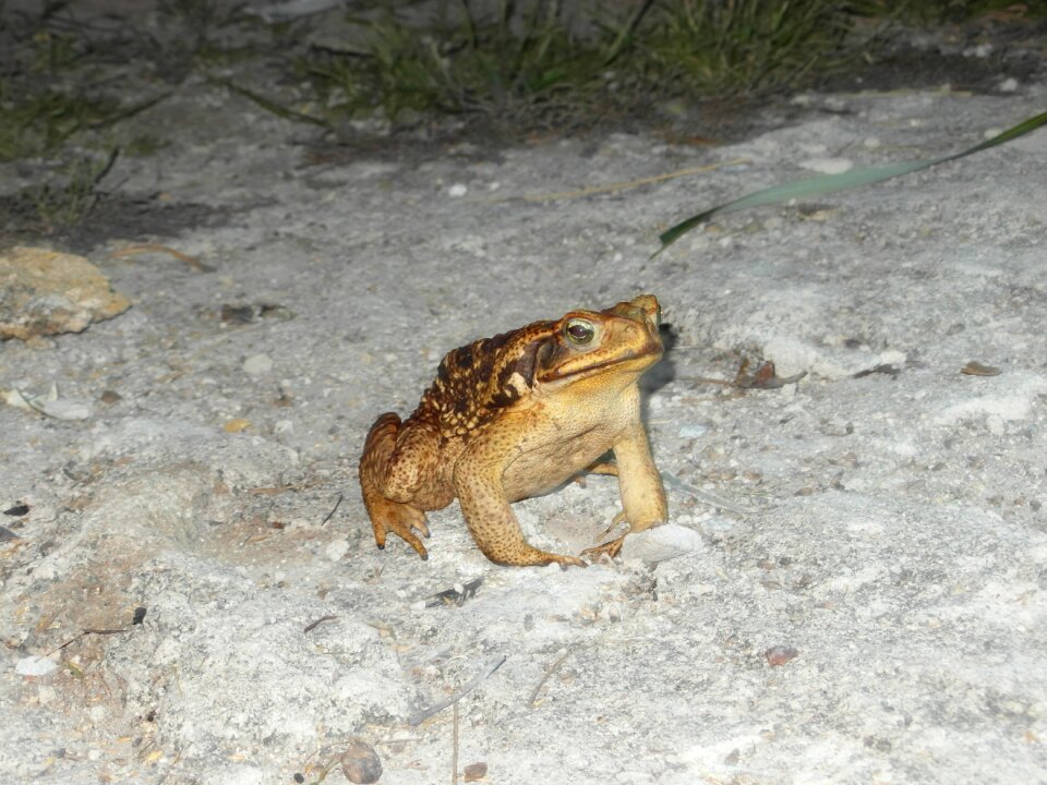Frog animal nature