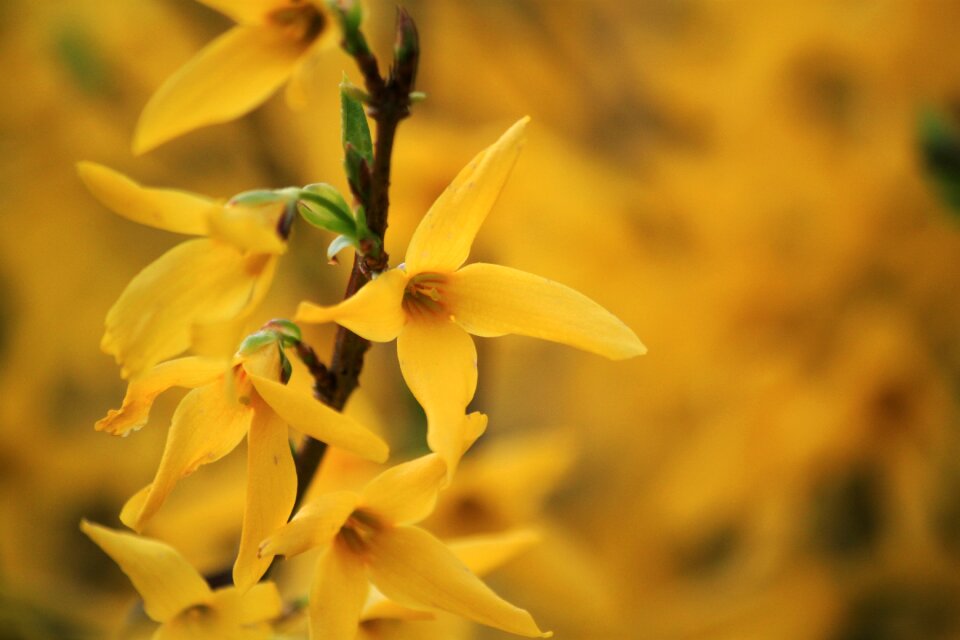 Golden bells flowers forsythia flowers photo