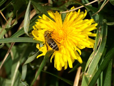 Bloom bee flower photo