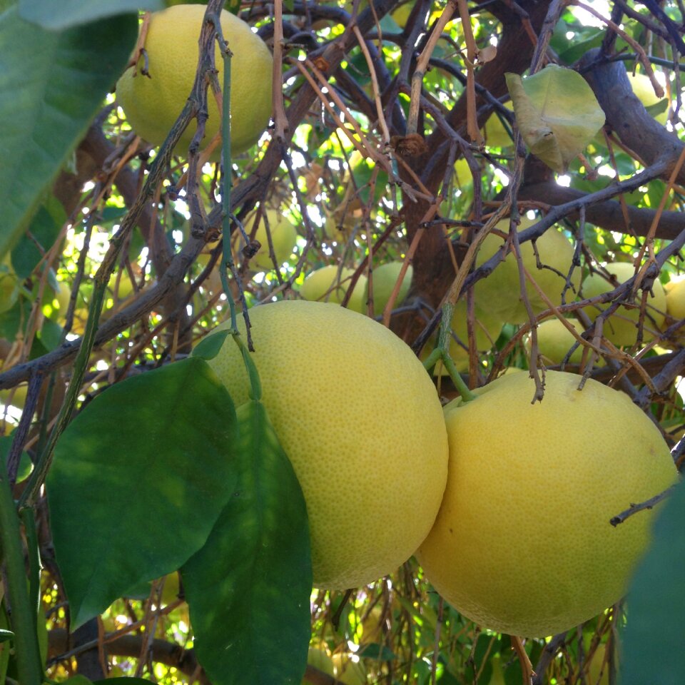 Citrus vitamin c fruit