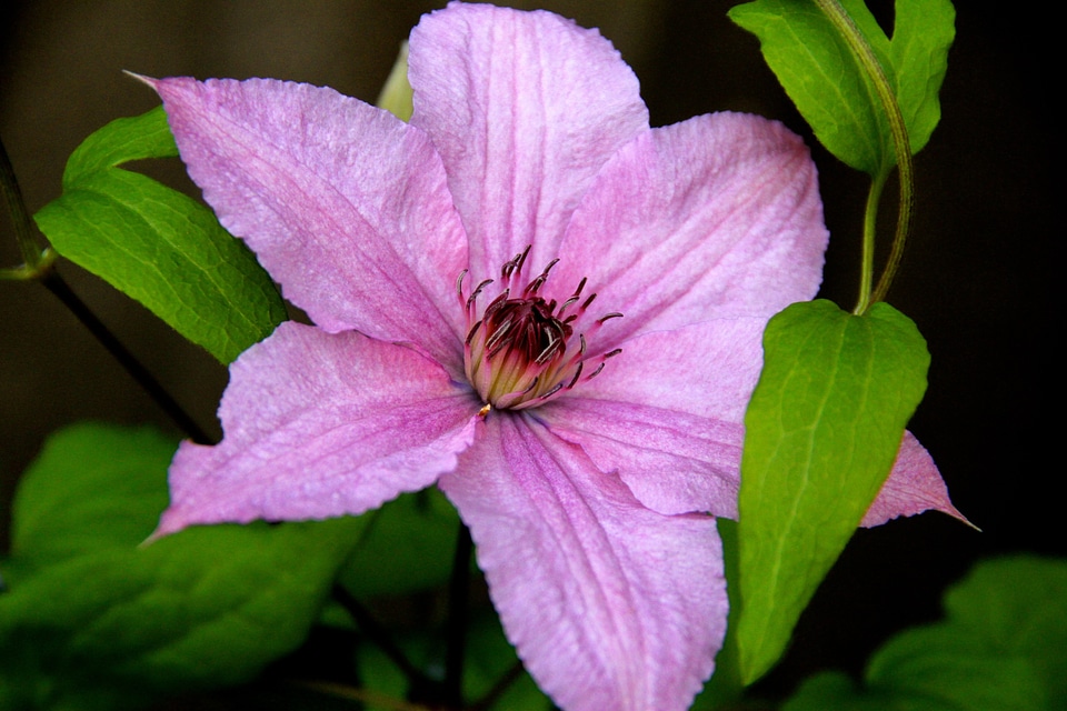 Clematis plant pink